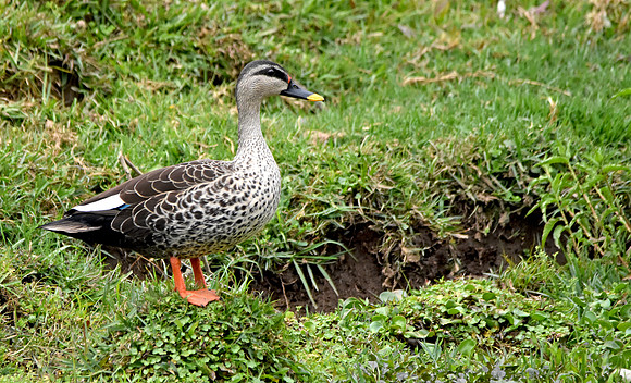 Spot billed duck, male