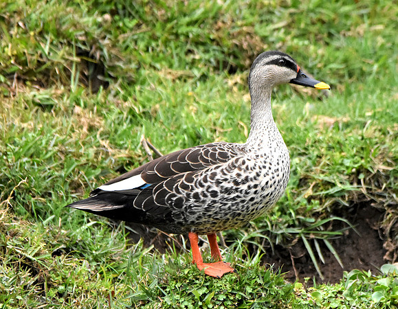 Spot billed duck, male