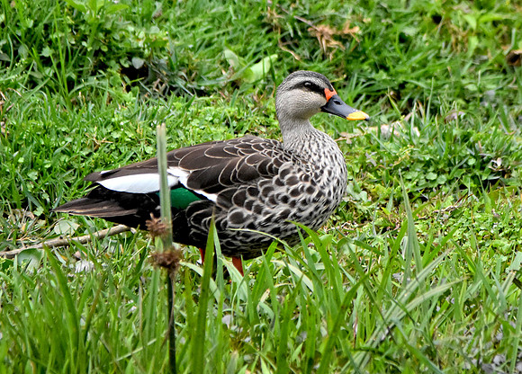 Spot billed duck, male