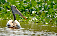 Spot billed pelican