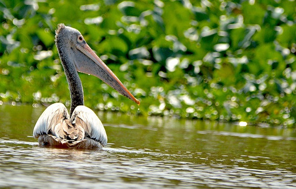 Spot billed pelican
