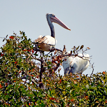 Spot billed pelican