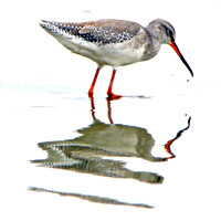 Spotted redshank