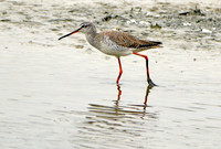Spotted redshank