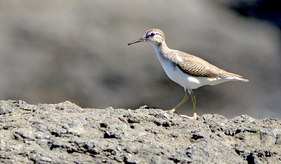 Spotted sandpiper, winter