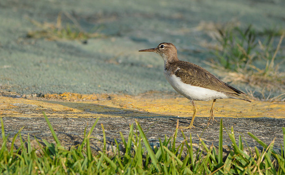 Spotted sandpiper, winter