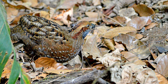 Spotted wood quail