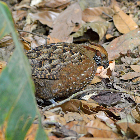Spotted wood quail