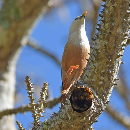 Blyth's starling