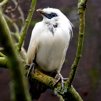 Bali starling