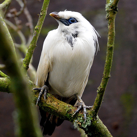 Bali starling