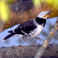 Black collared starling