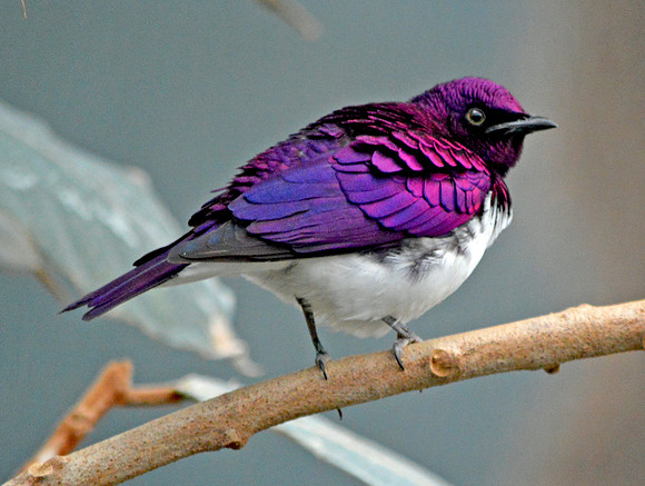Amethyst starling