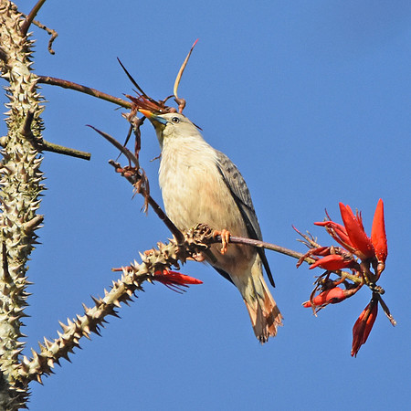 Blyth's starling