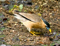 Brahminy starling