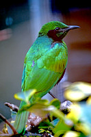 Emerald starling