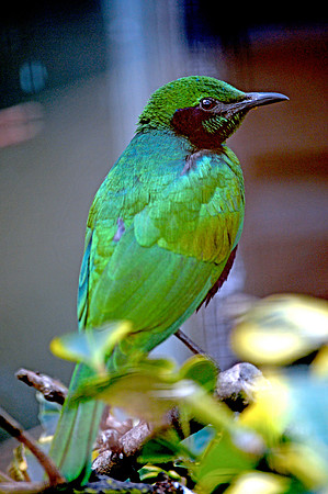 Emerald starling