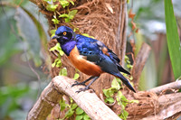 Hildebrant's starling