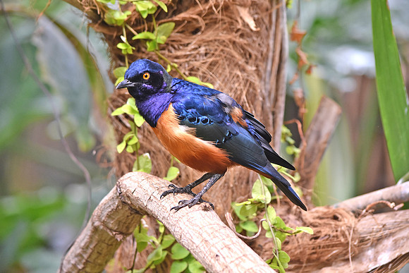 Hildebrant's starling