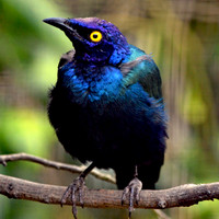 Purple glossy starling
