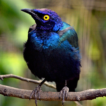 Purple glossy starling