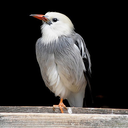 Red billed starling