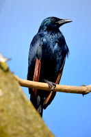 Red winged starling