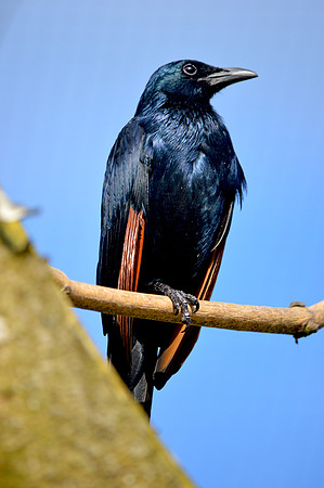 Red winged starling