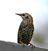 Common Starling