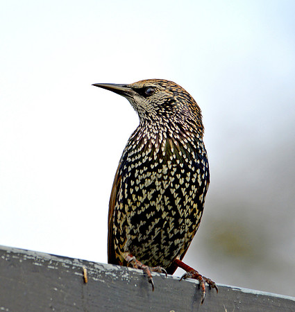 Common Starling