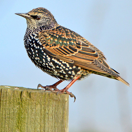 Common Starling