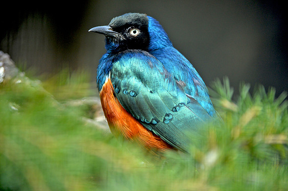 Superb starling