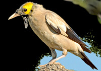 Wattled starling