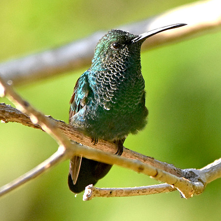 Steely vented hummingbird