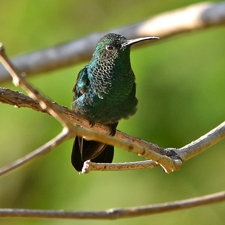 Steely vented hummingbird