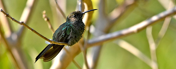 Steely vented hummingbird