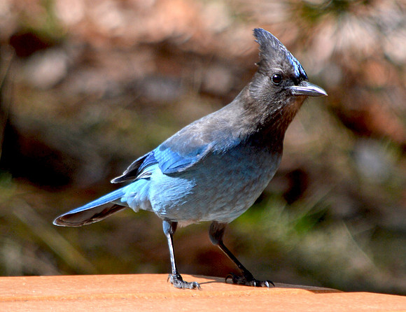 Steller's jay