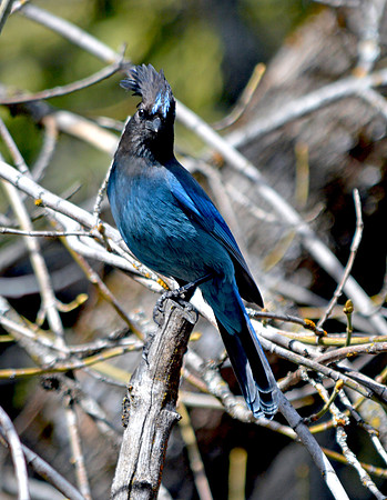 Steller's jay