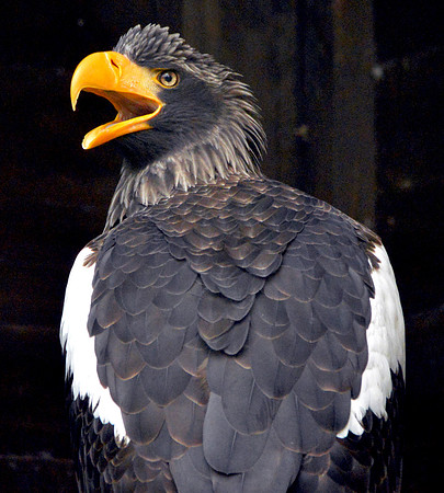 Steller's sea eagle