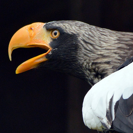 Steller's sea eagle