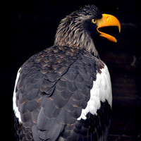 Steller's sea eagle