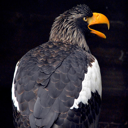 Steller's sea eagle
