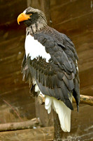 Steller's sea eagle