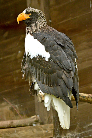 Steller's sea eagle