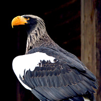 Steller's sea eagle