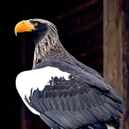 Steller's sea eagle