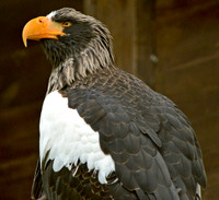 Steller's sea eagle