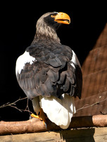 Steller's sea eagle