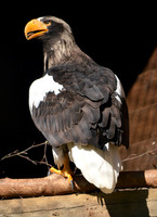 Steller's sea eagle
