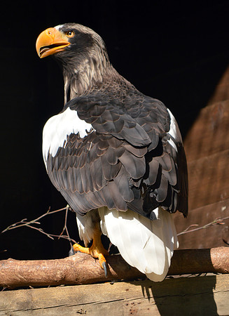 Steller's sea eagle